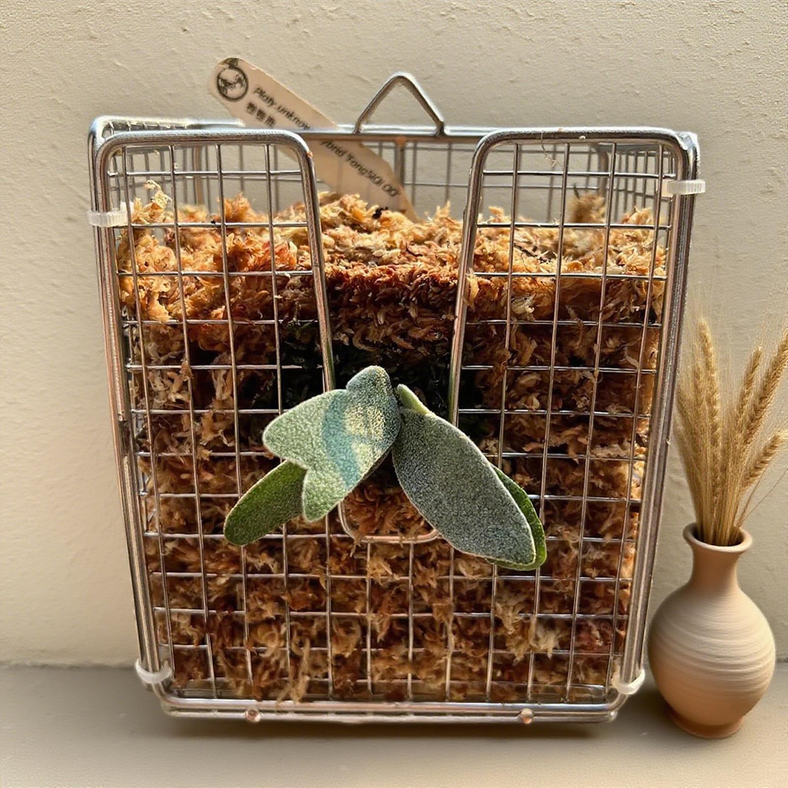Kit de montaje de helecho Stag - Hanging Planter Basket reseña y precio
