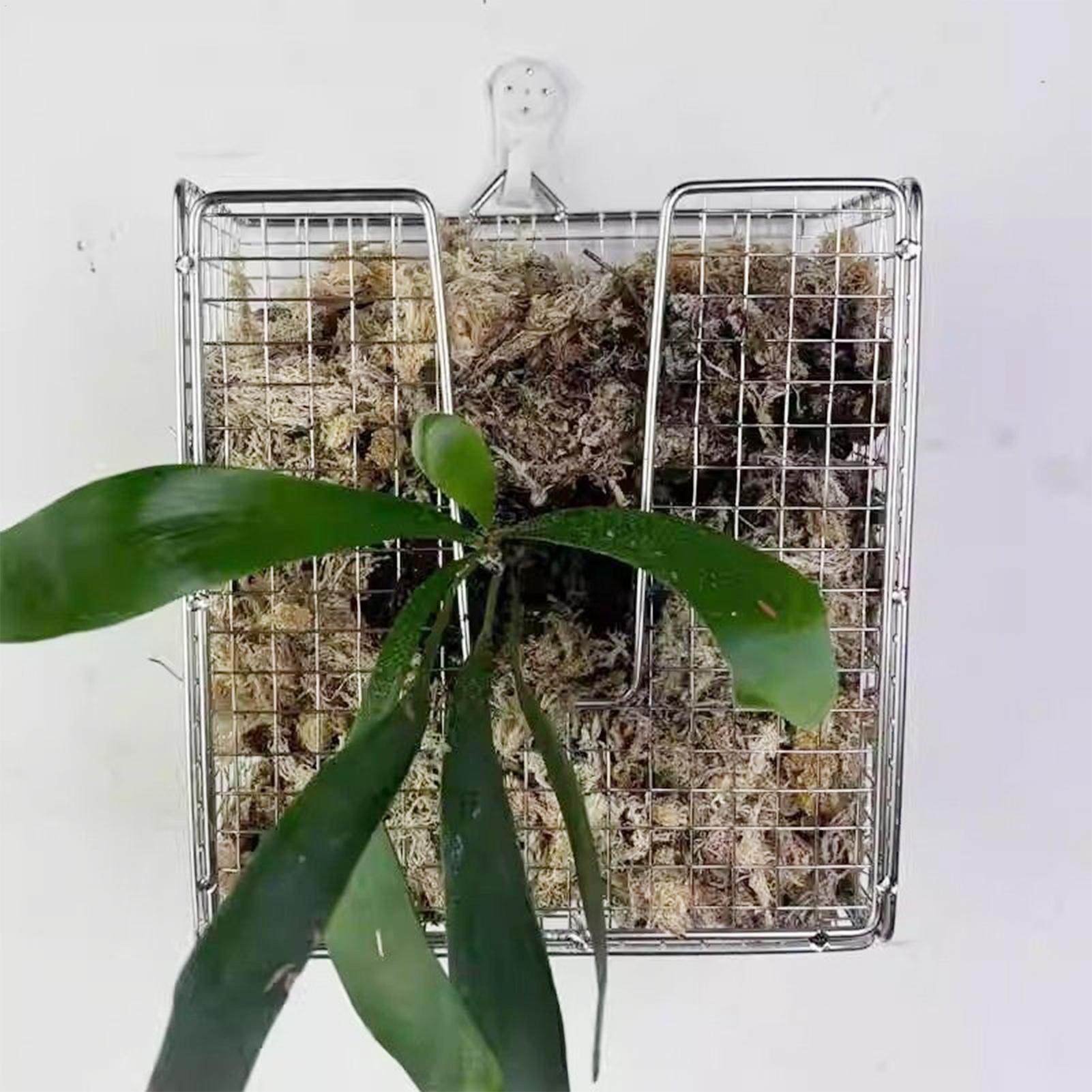 Kit de montaje de helecho Stag - Hanging Planter Basket reseña y precio