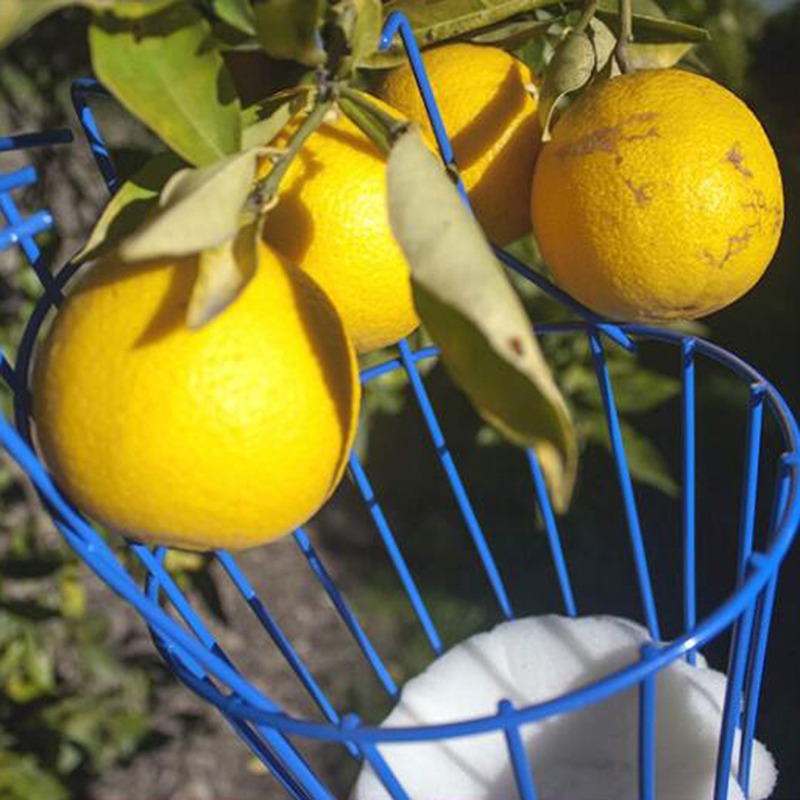 Cabezal Recolector de Frutas P - Gardening Tools Basket reseña y precio