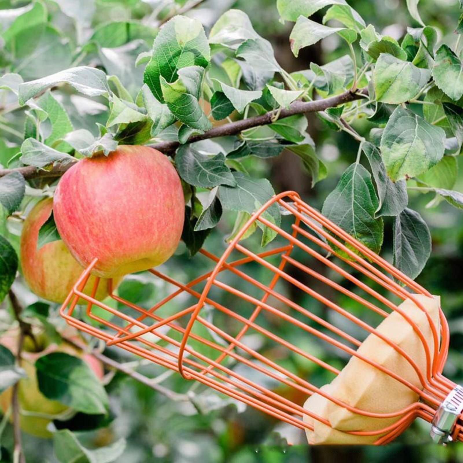 Recolector de frutas, cesta de - Gardening Tools Basket reseña y precio